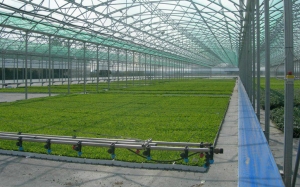 Infiintare / modernizare sera legumicola