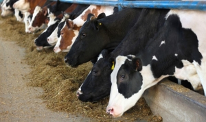 Infiintare / modernizare ferma vaci de lapte