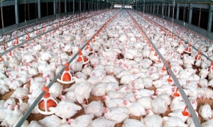 Infiintare / modernizare ferma gaini